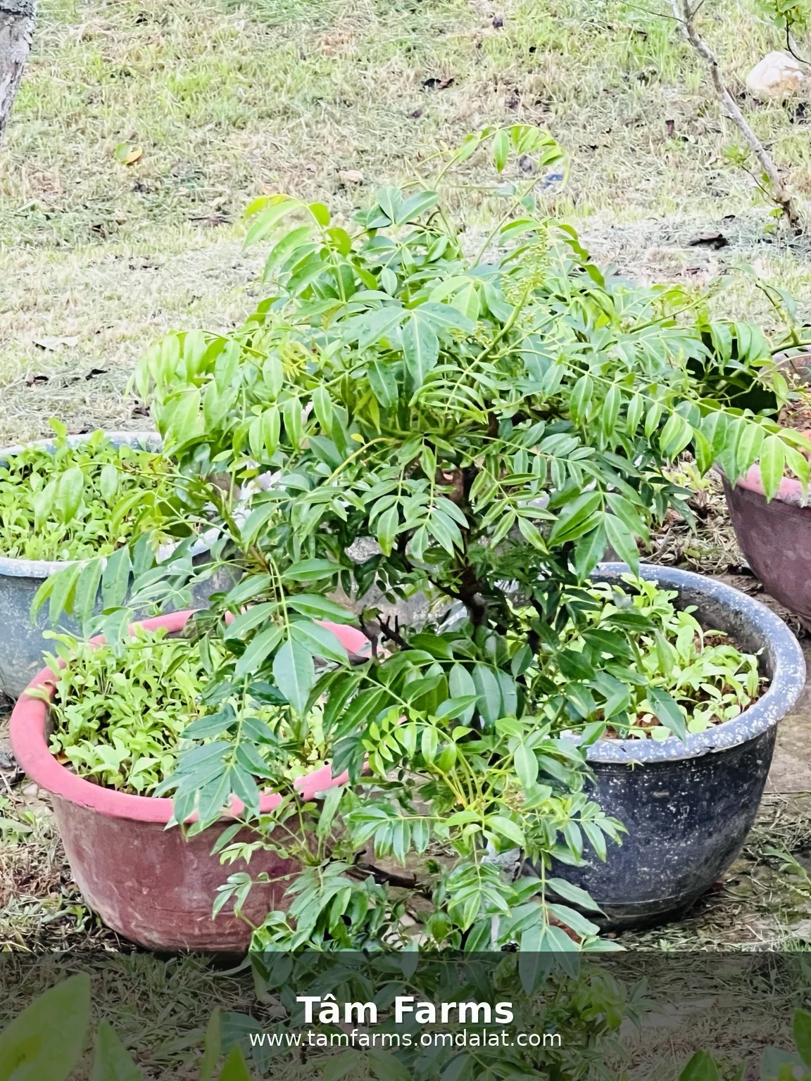 A potted ornamental plant in the Tam Farms garden
