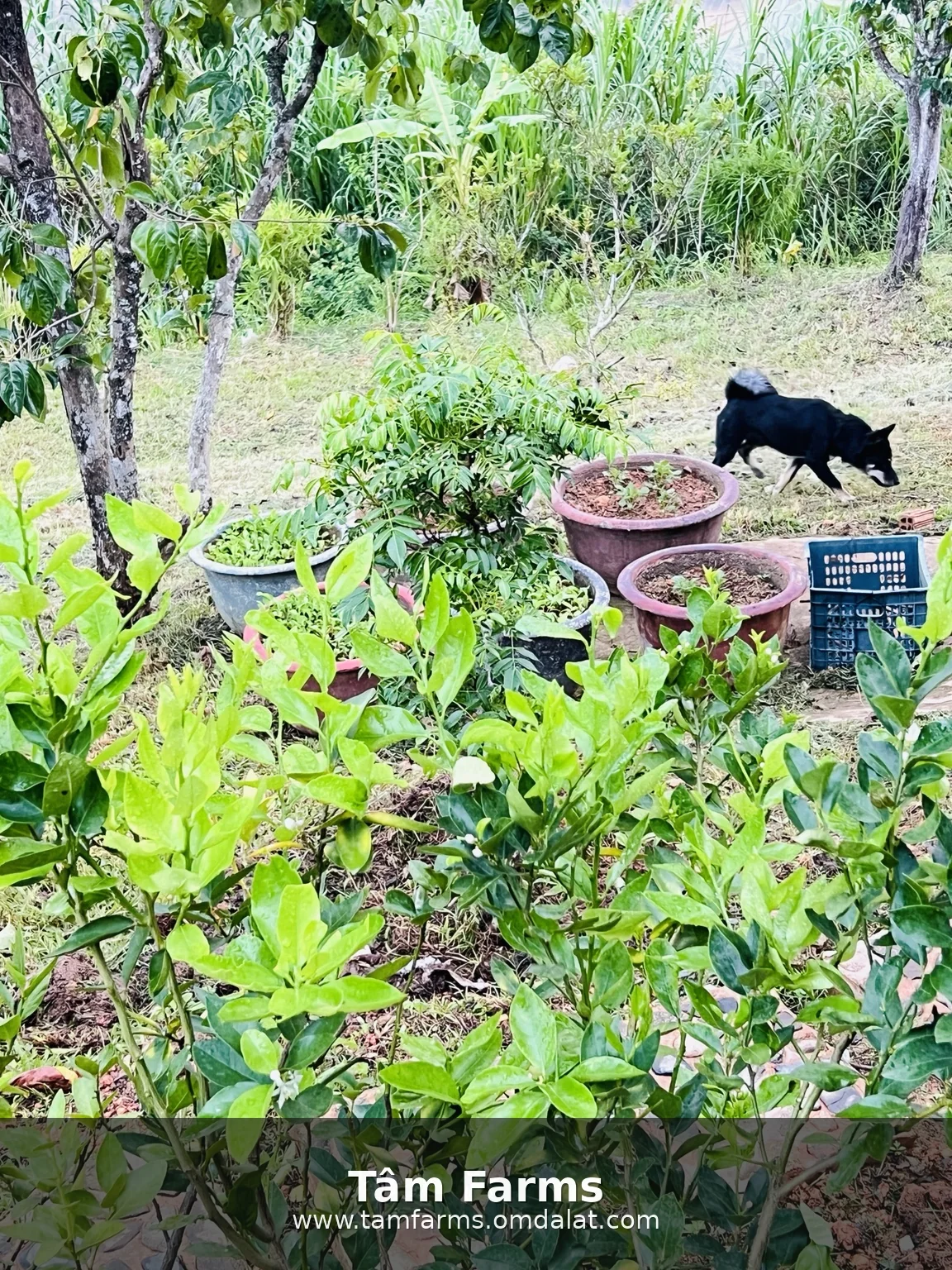 Green plants in the garden and a black dog passing by at Tam Farms