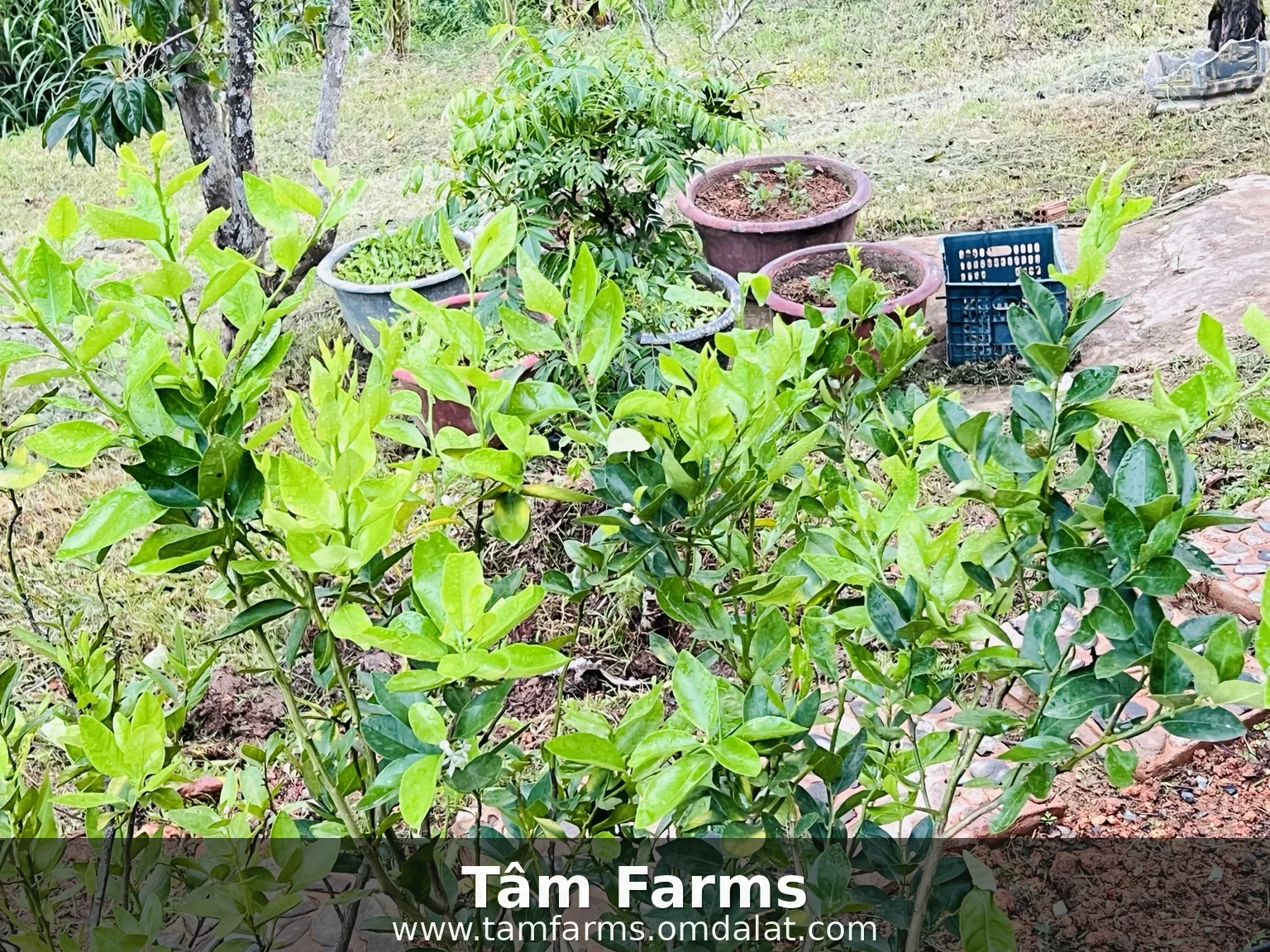 Young plants and clay pots in the Tam Farms garden