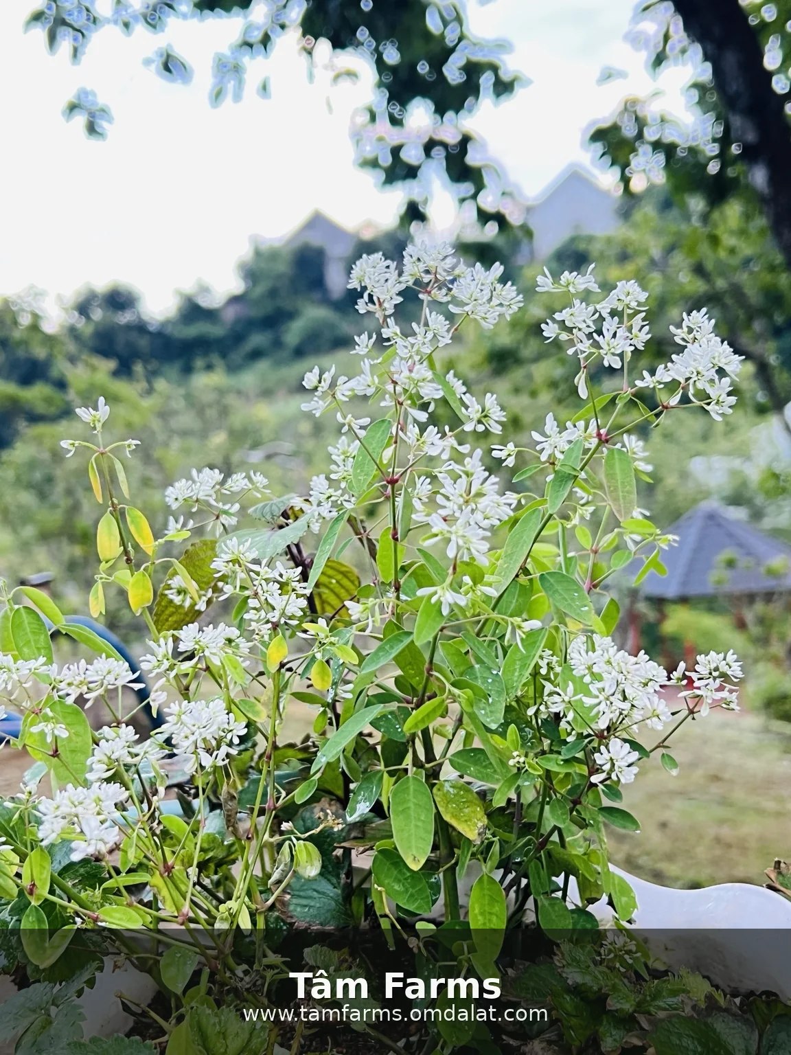 White flowers in a pot looking out toward the hillside at the Garden of Mind, Tam Farms
