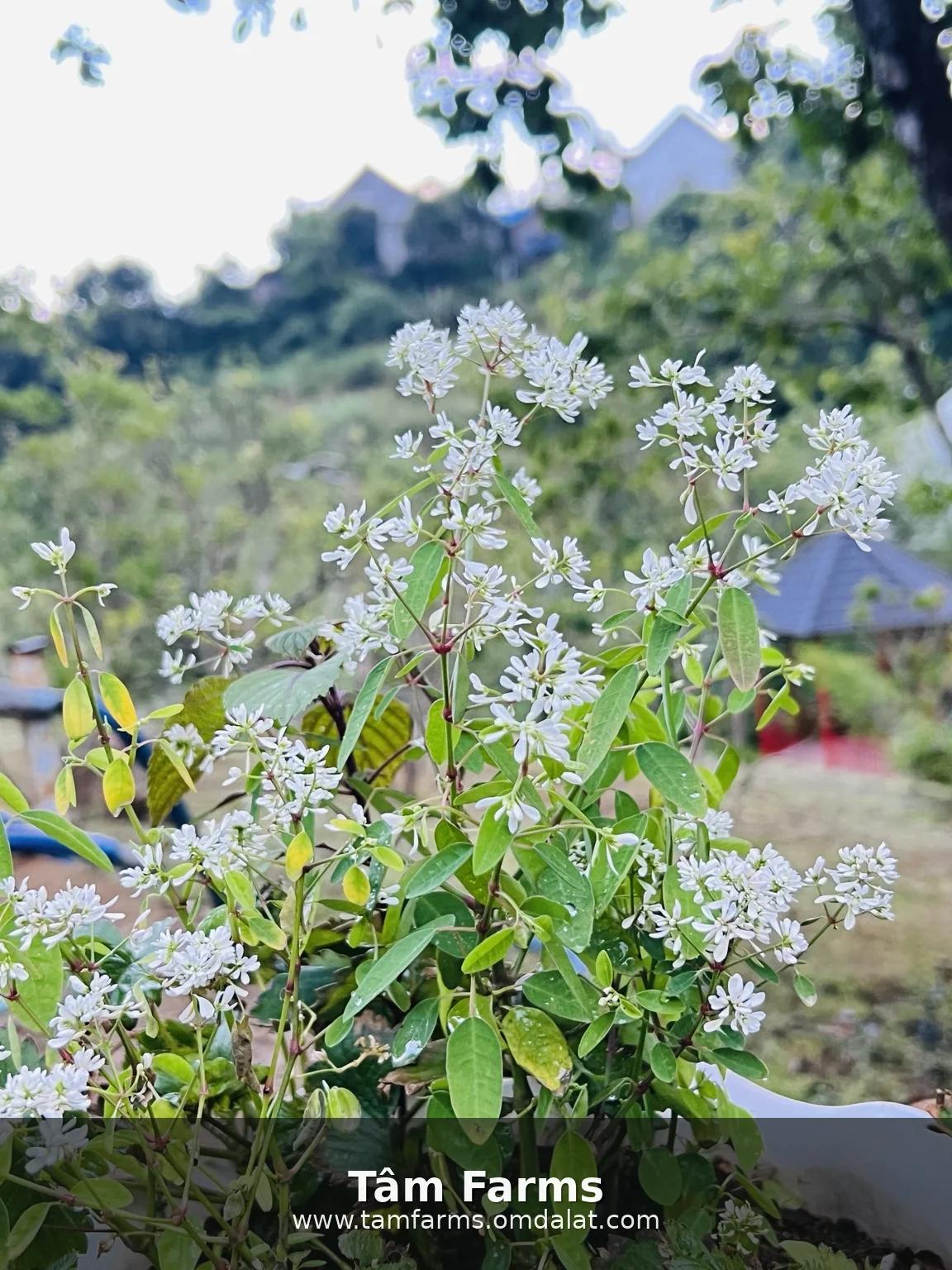 Cận cảnh hoa trắng và lá xanh trong Vườn Tâm tại Tâm Farms