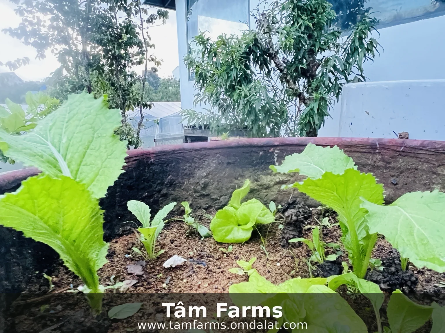 Green vegetable beds and soil in the Garden of Mind at Tam Farms