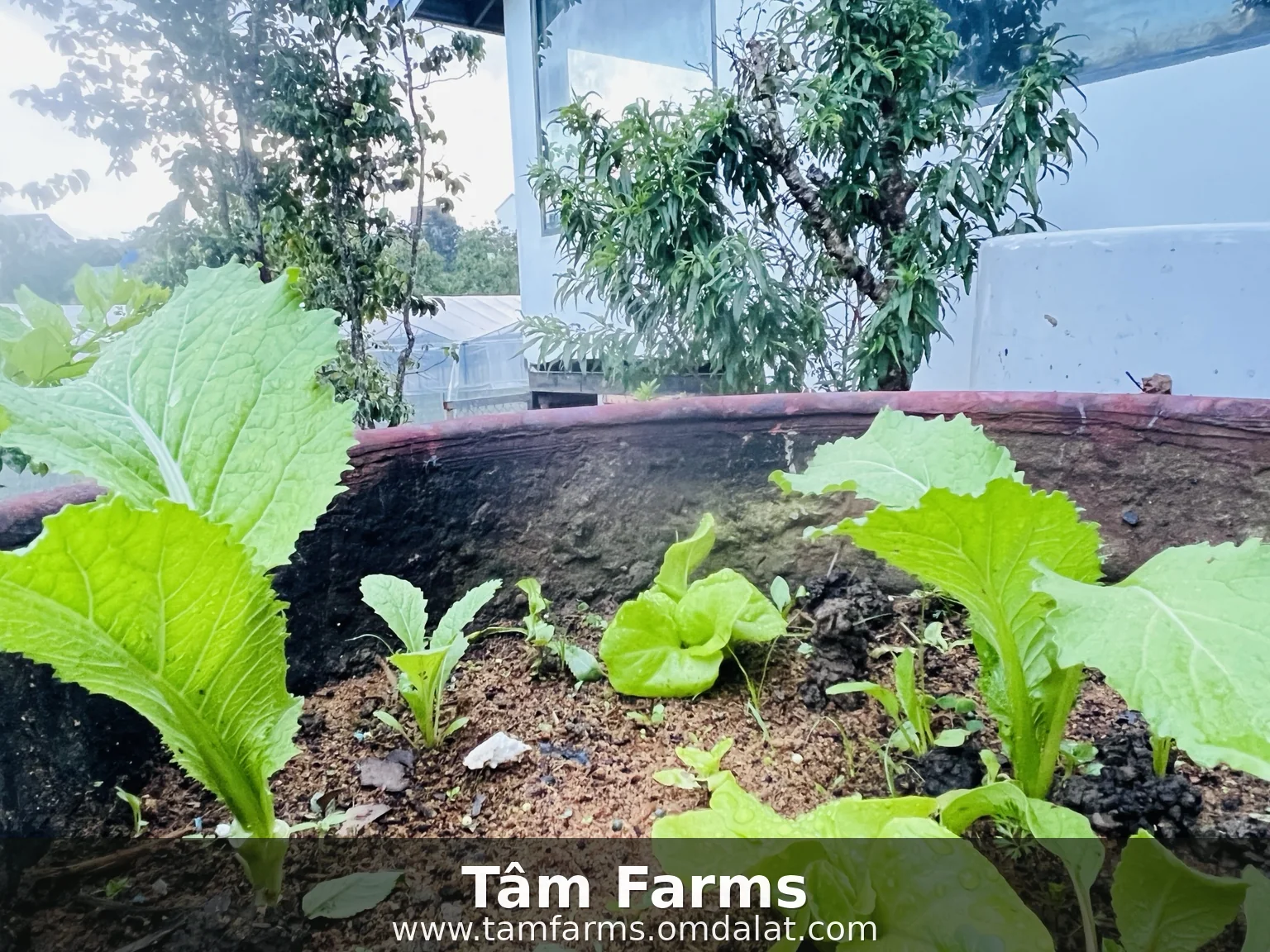Green leafy vegetables after rain in clay pots at the Garden of Mind