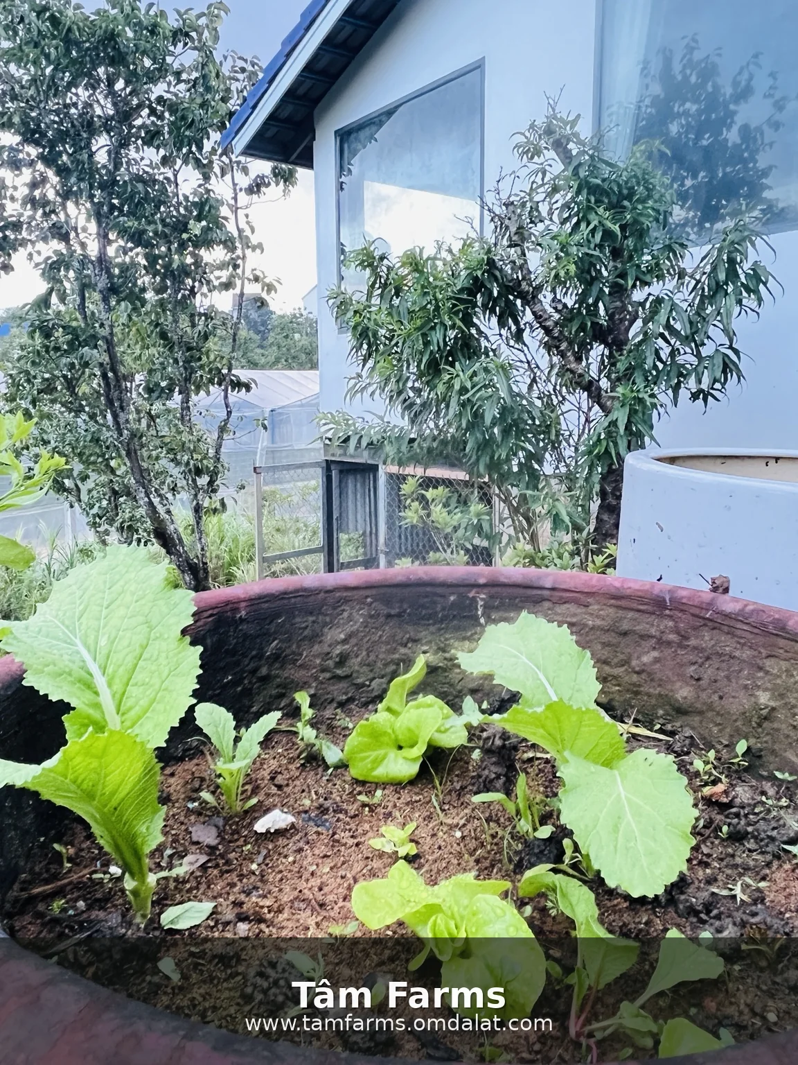 Green vegetables in clay pots beside the house at Tam Farms, Lac Duong