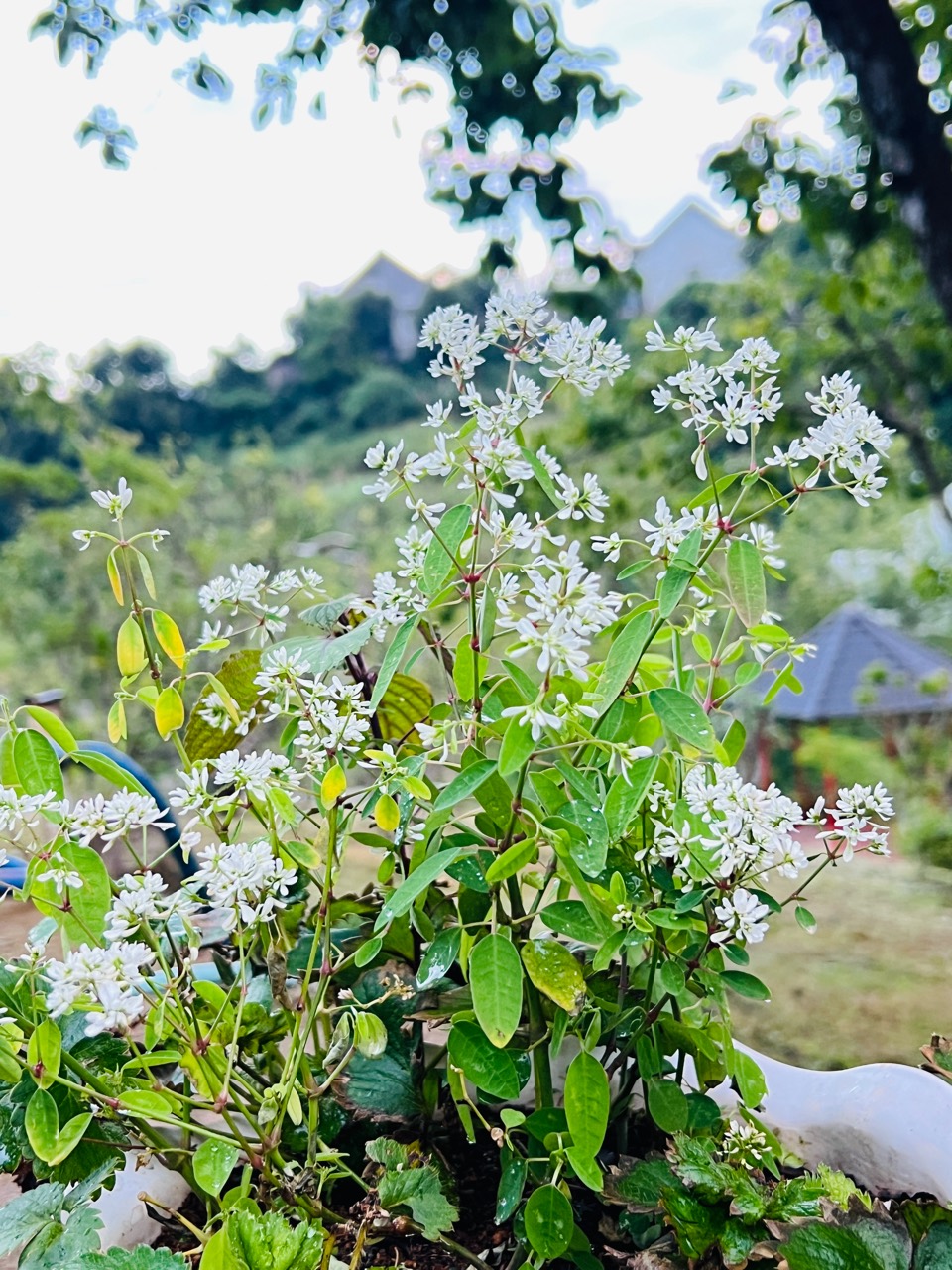 Những chùm hoa trắng trong khu vườn Vườn Tâm